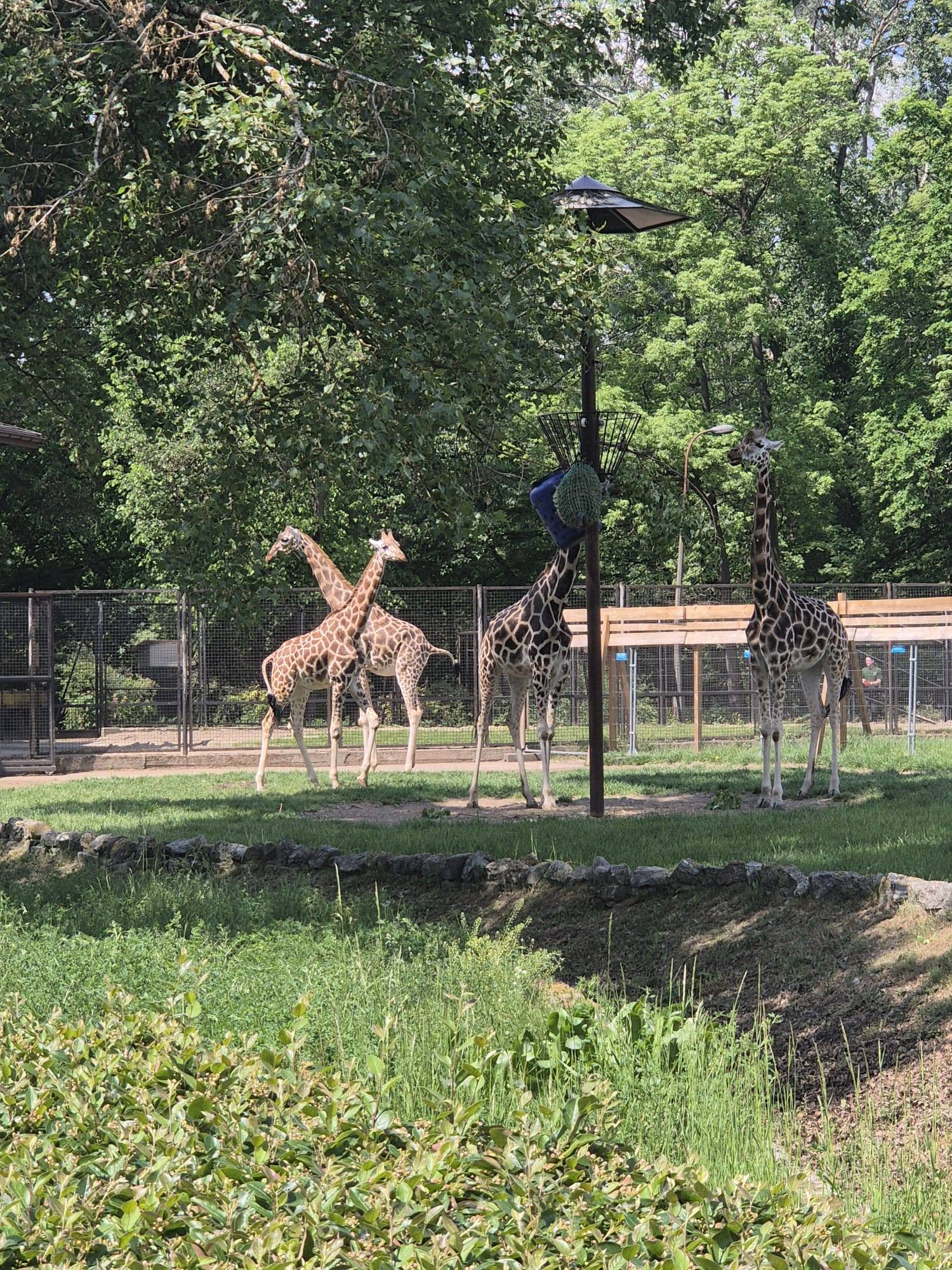 1779377139 232 Wycieczka do ZOO